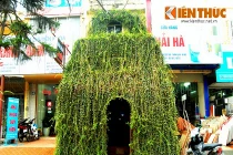 Ngôi nhà cây dị, độc đáo sừng sững "mọc" trên phố Hà Nội