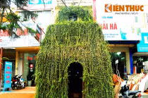 Ngôi nhà cây dị, độc đáo sừng sững "mọc" trên phố Hà Nội