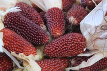 Ngô độc lạ nhất thế giới khiến chị em Việt “phát cuồng“