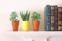 10 loại cây ấn tượng nhất để trang trí nhà đẹp