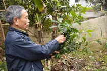 Cận cảnh cây chè 200 tuổi giá tỷ đồng ở Hà Nội