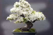 Ngắm 10 chậu bonsai tự nhiên đẹp nhất thế giới