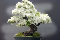 Ngắm 10 chậu bonsai tự nhiên đẹp nhất thế giới