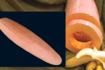 Chị em phát sốt với bí ngô hồng hình chuối siêu độc 