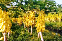 Ghé thăm vườn đu đủ vàng trăm triệu ở miền Tây 