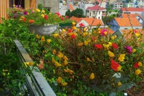 Mê mẩn ban công nhà phủ kín hoa mười giờ tuyệt đẹp