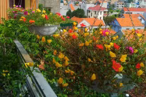 Mê mẩn ban công nhà phủ kín hoa mười giờ tuyệt đẹp