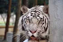 Bỏ tiền săn thú dữ làm thú cưng coi chừng hiểm họa bủa vây