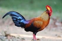 Gà cảnh Sri Lanka khiến đại gia Việt “phát cuồng” có gì độc?