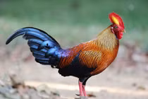 Gà cảnh Sri Lanka khiến đại gia Việt “phát cuồng” có gì độc?