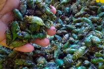 Độc đáo nghề săn nhộng ve sầu mùa hè giá 500.000 đồng/kg 