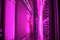 Cận cảnh trang trại rau sạch độc nhất vô nhị bên trong container