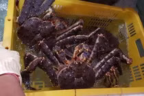 Đại gia Hà Nội săn "quái vật biển" giá 10 triệu mở tiệc nhậu