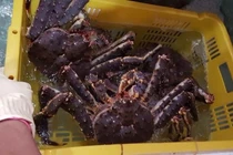 Đại gia Hà Nội săn "quái vật biển" giá 10 triệu mở tiệc nhậu