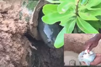 Tuyệt chiêu bẫy cá đồng bằng cơm nguội cực hay