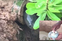 Tuyệt chiêu bẫy cá đồng bằng cơm nguội cực hay