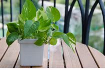 Trồng 10 loại cây này, nhà bạn chắc chắn sẽ "dễ thở"