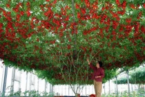 Lạ lùng giống cà chua bạch tuộc hàng ngàn trái