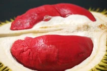 Cận cảnh sầu riêng Malaysia 1,6 triệu/kg hút nhà giàu Việt 