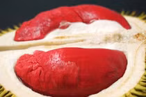 Cận cảnh sầu riêng Malaysia 1,6 triệu/kg hút nhà giàu Việt 