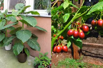 Cách trồng cà chua thân gỗ giá chát đang sốt xình xịch