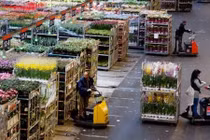 Tận mục sàn đấu giá hoa tươi lớn nhất thế giới