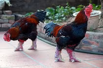 Gà Đông Tảo quý hiếm bỗng lăn ra chết hàng loạt