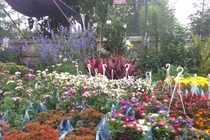 Cây cảnh ngập tràn phố, người dân Hà Nội nhộn nhịp mua chơi Tết