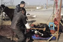 "Sốc toàn tập” hình ảnh lột da lừa làm siro 