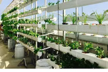 Vườn trên cao vạn người ngưỡng mộ của vợ chồng Lý Hải - Minh Hà và loạt sao Việt