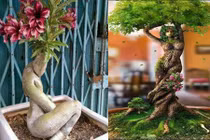 Mê mẩn những cây cảnh dáng hình mỹ nữ siêu độc lạ