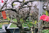 Đào Thất Thốn giá nghìn đô cháy hàng trước Tết Đinh Dậu