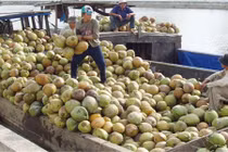 Hình ảnh choáng ngợp thủ phủ dừa lớn nhất nước 