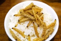 Soi giá những loài côn trùng “đẻ” triệu đô