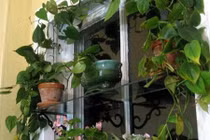 Ngắm cửa sổ trang trí dây leo đẹp mát mắt giữa mùa hè