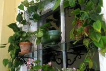 Ngắm cửa sổ trang trí dây leo đẹp mát mắt giữa mùa hè