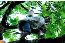 Sắp đến mùa đu mình trên cây cao hái tiền triệu ở HN