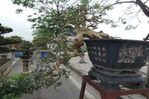 Siêu cây nguyệt quế 800 triệu của đại gia Thanh Hóa