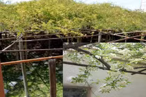 Choáng ngợp cây hoa hồng khủng nhất thế giới bao phủ gần 840m2