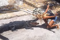 Tận mục công việc săn bắt cá sấu mưu sinh của gái trẻ xinh đẹp