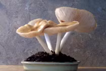 Lạ mắt những chậu nấm bonsai tuyệt đẹp 