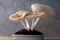 Lạ mắt những chậu nấm bonsai tuyệt đẹp 