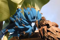 Tròn mắt với những buồng chuối kì dị có 1-0-2 