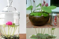 Mách bạn những cách trồng hoa sen độc lạ, đơn giản