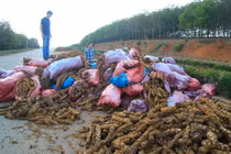 Tường tận về hai loài cây lạ TQ đang lùng mua ở VN