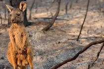 Sự thật bất ngờ về kangaroo, "nạn nhân" đáng thương vụ cháy rừng ở Úc