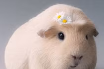 Gặp gỡ nàng "tiểu thư" chuột lang khiến dân tình yêu mê đắm