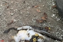 Kinh hoàng hỗn chiến rắn chuột và chim ưng ngay trên đường