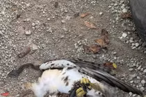 Kinh hoàng hỗn chiến rắn chuột và chim ưng ngay trên đường