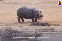 Cá sấu bị hà mã con “cà khịa” liên tục và kết bất ngờ